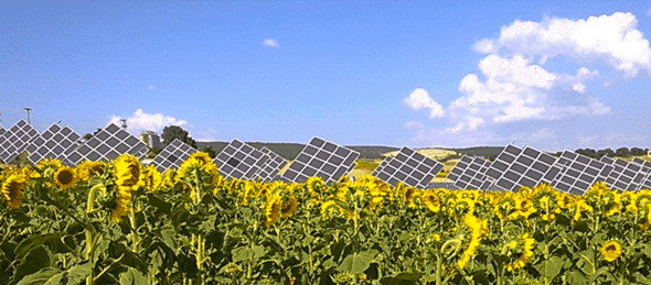 solar-sunflowesr