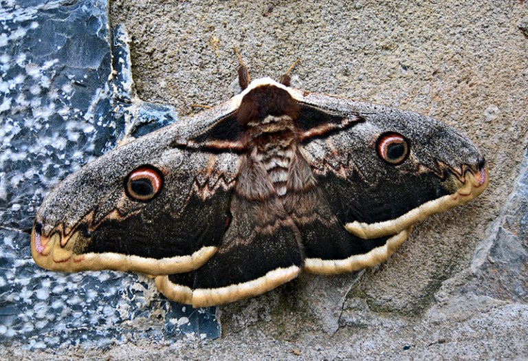 moth1